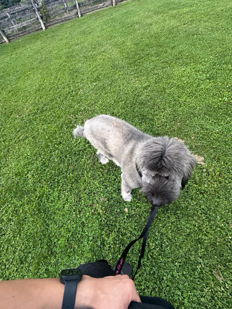 Life with dogs